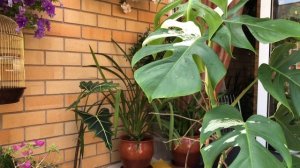 МОНСТЕРА АЛЬБА ВАРИЕГАТА УХОД И РЕЗУЛЬТАТ УКОРЕНЕНИЯ