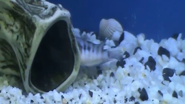 пара цихлазом охраняет икру смотреть онлайн