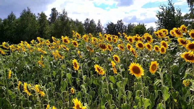 Тут живе сонечко 🌞🌞🌞. смотреть онлайн