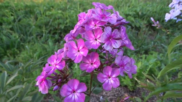 Флокс метельчатый Гиляй - автор предположительно Заливский смотреть онлайн