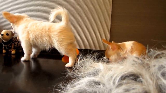 Чихуахуа кобель Тэд смотреть онлайн