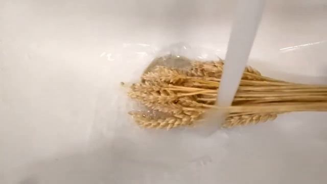 Отбеливание пшеницы. До и после