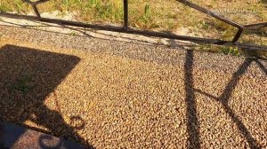 Покрытие Art Gravel! Инспекция объектов спустя 5 лет! Как лучше обустроить могилу на кладбище?