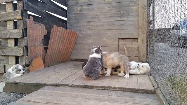 Щенки алабая среднеазиатская овчарка продажа смотреть онлайн