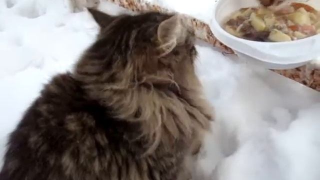 кормление кошек на даче смотреть онлайн