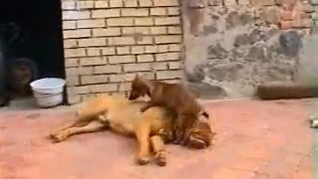 Питомник бордоских догов «Perle de France» http://perl.petsinform.com/ смотреть онлайн