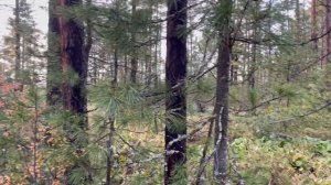 МЫ ДОБЫЛИ ИЗЮБРЯ НА РЕВУ? Первая охота на нашем канале в тайге ??