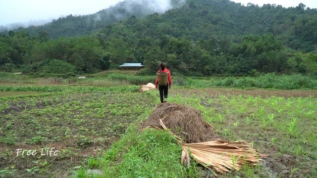 Lieu harvest eggplant bring to the market to sell & making tomato trellises смотреть онлайн