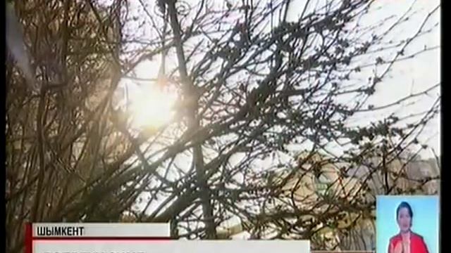 В ЮКО зацвела японская айва смотреть онлайн