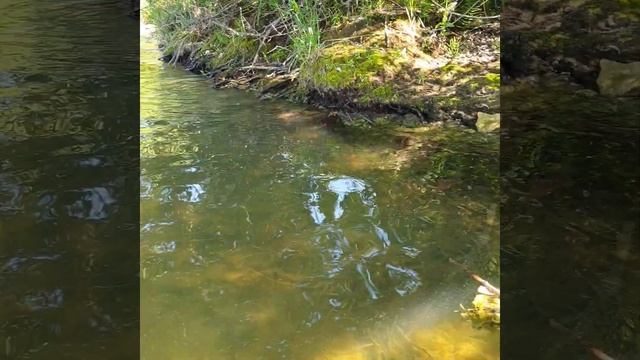 Нерест уклейки(зачем щуке клевать на блесну...) смотреть онлайн