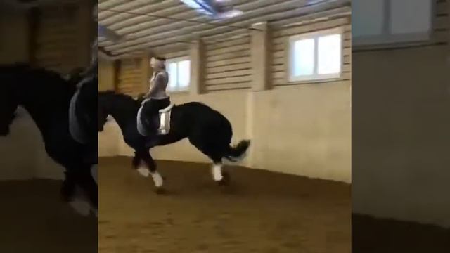 Великолепный фризский жеребец в выездку Джерри смотреть онлайн