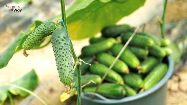 НИКОГДА НЕ ПОДКАРМЛИВАЙТЕ ОГУРЦЫ ЭТИМИ УДОБРЕНИЯМИ ВО ВРЕМЯ ПЛОДОНОШЕНИЯ смотреть онлайн