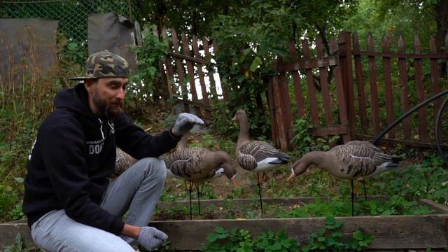 Обзор новых гусиных чучел/И в конце немного охоты на гуся смотреть онлайн
