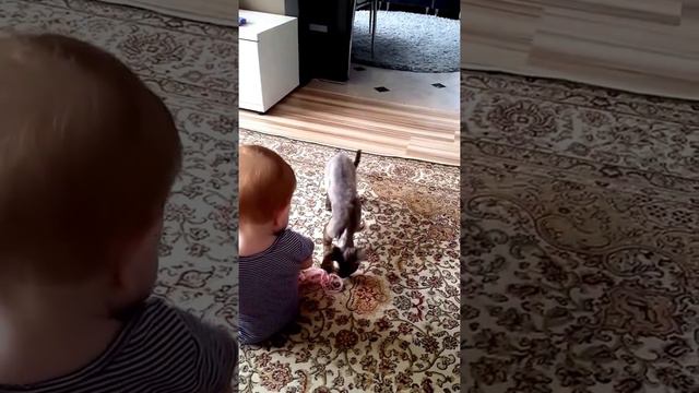 Девон Рекс. Kittens for sale devon-rex смотреть онлайн