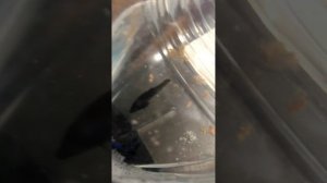 рыбки-петушки, нерест в домашних условиях...