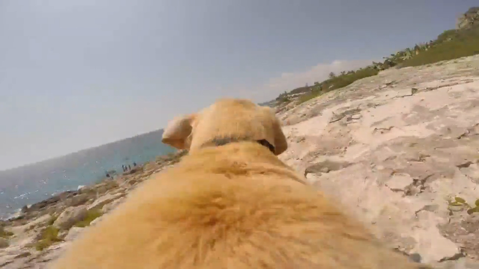 Пёс бежит купаться смотреть онлайн