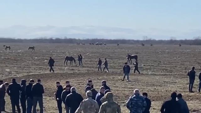 Скачки в Гелдаган • Лошади 3-х лет. Дист:1600 смотреть онлайн