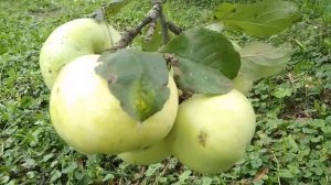 ☼Сорт яблок Ренет Черненко.