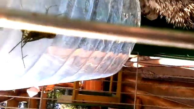Ёжик кушает рыбку! =) смотреть онлайн