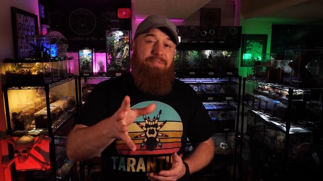 Top 10 Beginner Tarantulas YOU Overlooked!