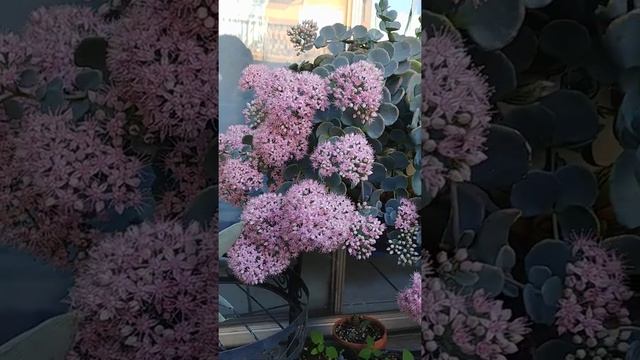 SEDUM SIEBOLDII смотреть онлайн