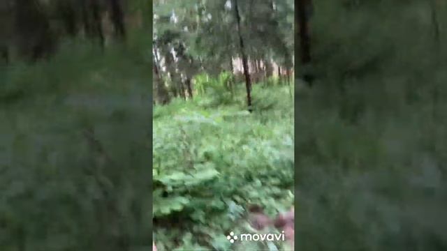 Нашли ежа в парке Смотреть до Конца!!! смотреть онлайн