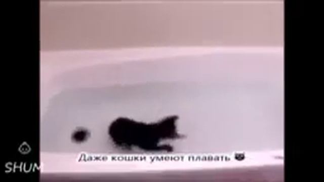 Даже кошки умеют плавать смотреть онлайн видео от Яков Неугомонный в хорошем качестве