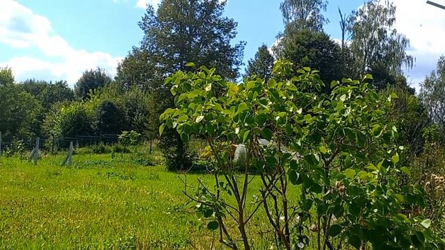 Скит патриарха Никона. Богоявленская пустынь. 5 августа 2023 года. смотреть онлайн