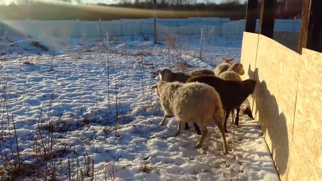 Финский ландрас (finnsheep) бараны производители смотреть онлайн