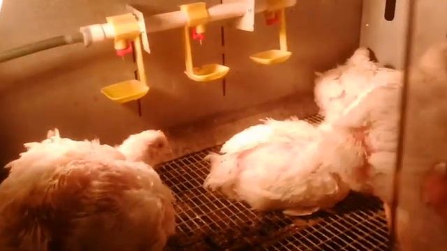 Бройлеры. Зерносмесь против комбикорма. смотреть онлайн