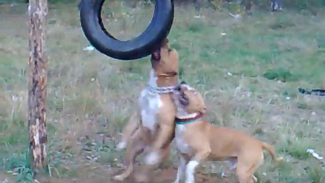 Амстаффы Фред 8 месяцев и Рыжик 1г.1м смотреть онлайн