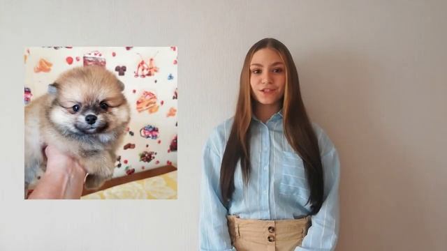 КАК УГОВОРИТЬ РОДИТЕЛЕЙ ЗАВЕСТИ СОБАКУ? ИСТОРИЯ МОЕГО ОПЫТА смотреть онлайн