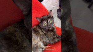 Дом 2! Рахимова опять ругается с Гориной!