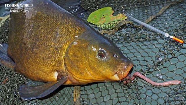 Рыболовное Лого