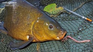 Почему линь лечебная рыба и когда ее нельзя есть