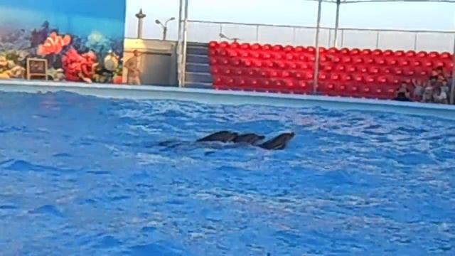 Ламбада от дельфинов смотреть онлайн