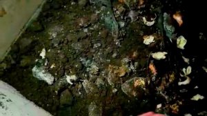 Вермиферма в Турции производство биогумуса разведение выращивание червей