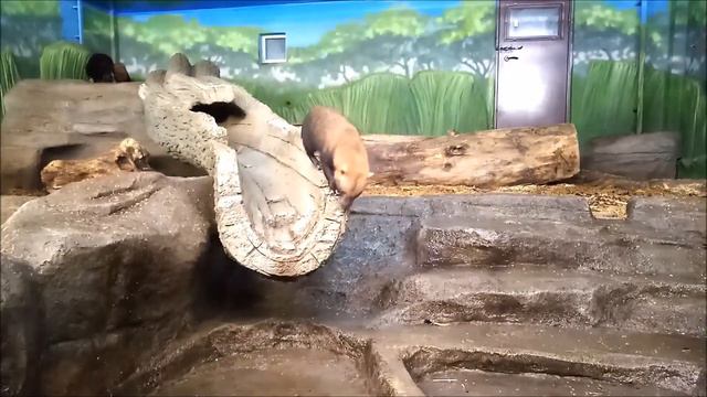 Семейство кустарниковых собачек. Одним нравится прыгать в воду, другим играть с канистрой 01.03.202 смотреть онлайн