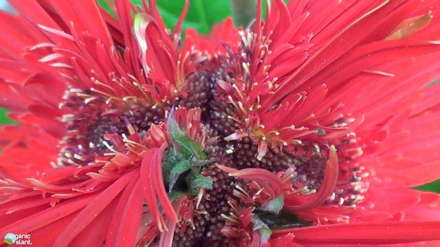 Mutant Conjoined 4-Headed Gerbera Daisy 4-25-2017 | Organic Slant смотреть онлайн