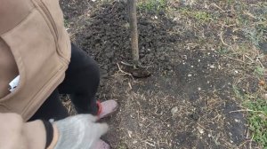 Замачивать семена моркови или нет? Проверяем опытным путём.