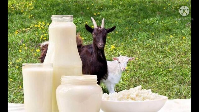 Эчки сути, Козье молоко, Кoffee milk, смотреть онлайн