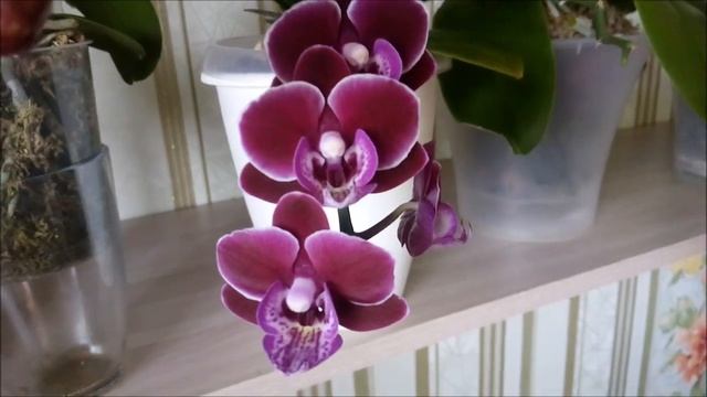 Цветут и пахнут орхидеи)))Новая полка)))) смотреть онлайн