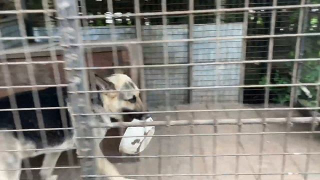 Как Овчарка ВЕО выжидает свой обед смотреть онлайн
