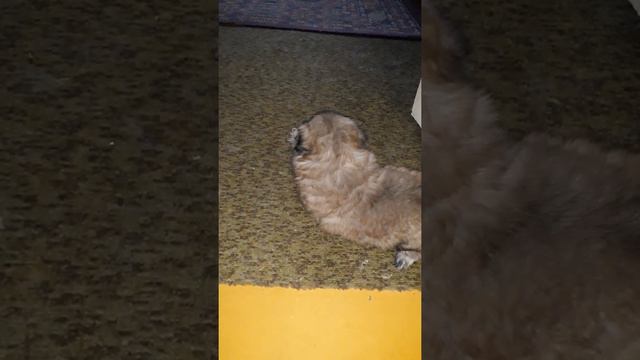 Пекинес Георгич сын Жорика. смотреть онлайн