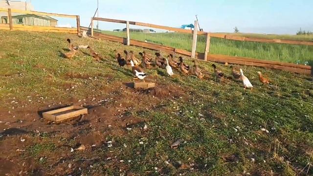 # 53 Краткий обзор - птичье царство #куры,гуси,утки,индюки смотреть онлайн