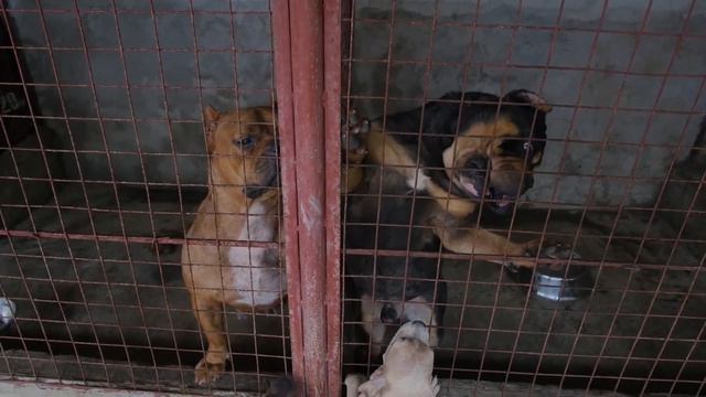 The MERLE Color/Pattern!! Anu ano ang mga dapat malaman sa pagbrebreed ng merle? смотреть онлайн