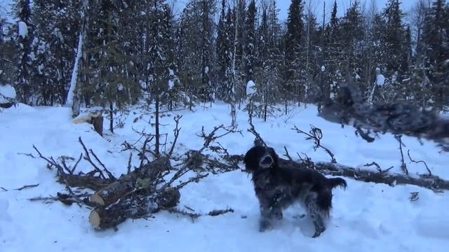 Один в тайге | Экстремальная ночёвка в мороз | -35 в летней палатке и спальнике | Готовка на костре смотреть онлайн