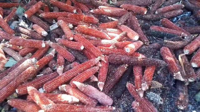 ?Плодородие - это просто!? Что на самом деле нужно выращивать для плодородия почвы смотреть онлайн