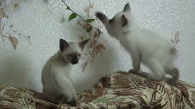 Садовники смотреть онлайн