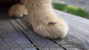 Иксодовые клещи у кошек и котов